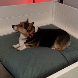 Minnie - Pembroke Welsh Corgi