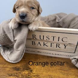 4th pick boy (Orange) - Golden male Golden Retriever puppy in Petaluma, California from Contango Goldens