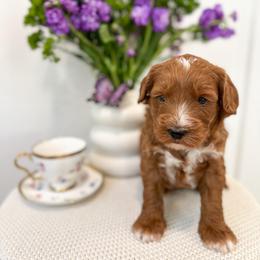 Cheshire - Red male Australian Labradoodle puppy in Palmdale, California from Pixie Doodle Paws