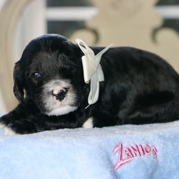 White Collar - Black male Australian Labradoodle puppy in Milton, North Carolina from Good Day Doodles