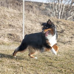 Australian Shepherd All Grown Up from Eventide Australian Shepherds