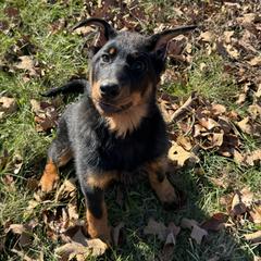 Yellow female - Black and rust female Beauceron puppy in Waynesville, Missouri from RiverStyx Beaucerons