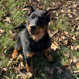 Yellow female - Black and rust female Beauceron puppy in Waynesville, Missouri from RiverStyx Beaucerons