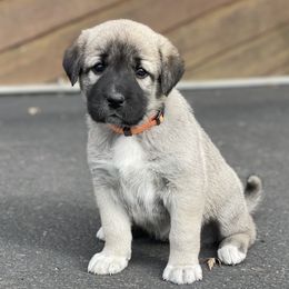 Anatolian Shepherd Dog Puppies from Wild Rooster Family Farm (AKC Anatolians OFA Hips Tested)