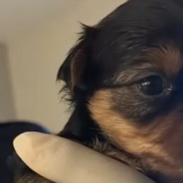 Yorkshire Terriers from KINGZ KENNEL