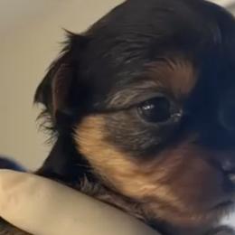 Yorkshire Terriers from KINGZ KENNEL