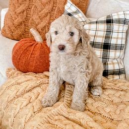 Sugar - Fawn and white female Sheepadoodle puppy in Austin, Texas from Darling Doodles