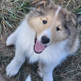 Collies from Mountain View Collies