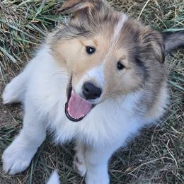 Collies from Mountain View Collies