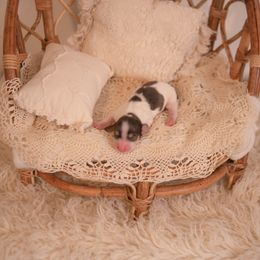 Dachshund Puppies from Brittney Harrison