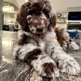 Newfypoo Puppies from Two Sisters Ranch, LLC