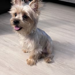Luna - Yorkshire Terrier