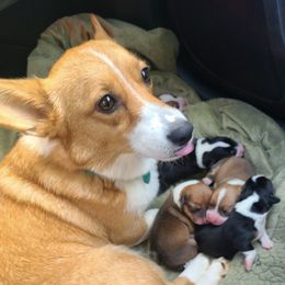 Pembroke Welsh Corgis from Taylor's Creek Corgis