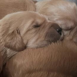 Male 3 - Golden male Golden Retriever puppy in Clermont, Florida from Homeward Bound Goldens