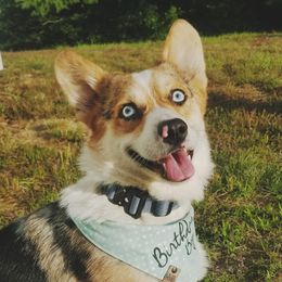 Koda - Pembroke Welsh Corgi