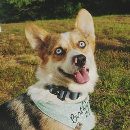Koda - Pembroke Welsh Corgi