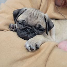 Lime green - Fawn female Pug puppy in Brush Prairie, Washington from Paradise Peaks