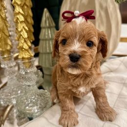 Georgina Monroe - female Cavapoochon puppy in Lucas, Ohio from Apricot Lane Puppy