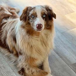 Reeses - Australian Shepherd