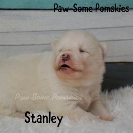 Stanley - White male Pomsky puppy in Krum, Texas from Paw-Some Pomskies