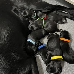 Labrador Retriever Puppies from Outlaw Ridge Kennels