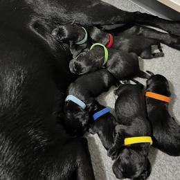 Labrador Retriever Puppies from Outlaw Ridge Kennels