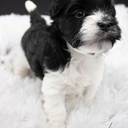 Elsa - Black and white female Havanese puppy in Hendersonville, North Carolina from Grayfinn House