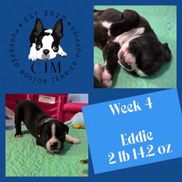 Eddie - Black and white male Boston Terrier puppy in Jupiter, Florida from CJM Boston and Boxer Puppies