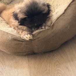 Buddy - Fawn male Pekingese puppy in Rochester Hills, Michigan from Dreamers Pekingese
