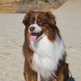 Taylor - Australian Shepherd
