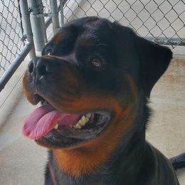 Rottweiler All Grown Up from Morton Von Hause Rottweilers