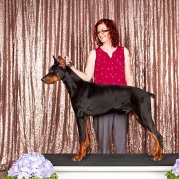 Mage - Doberman Pinscher