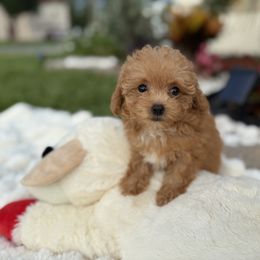 Girl 3 - female Poodle puppy in Kissimmee, Florida from Unique Poodles