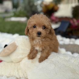 Girl 3 - female Poodle puppy in Kissimmee, Florida from Unique Poodles