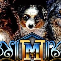 Toy Australian Shepherds from The Ranch of the Sun Toy Aussies