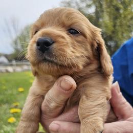Peep - Red male Dachshund puppy in Six Lakes, Michigan from Tracey Warchuck