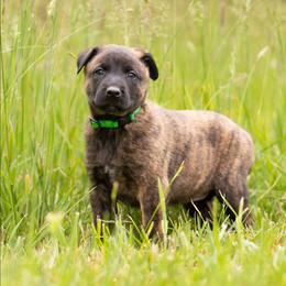 Mance Rayder - Brindle male Belgian Malinois puppy in Fraziers Bottom, West Virginia from Loyal Hearts Farm / RK's Dobermans