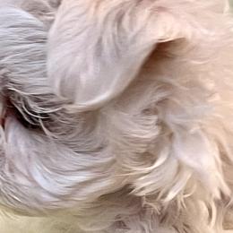 Maltese, Morkies, and Yorkshire Terriers from Cottonwood Maltese