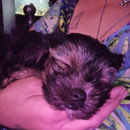 Yorkshire Terrier Puppies from Manny Lancara's Yorkshire Terriers