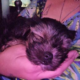 Yorkshire Terrier Puppies from Manny Lancara's Yorkshire Terriers
