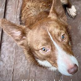 Lainey - American Corgi