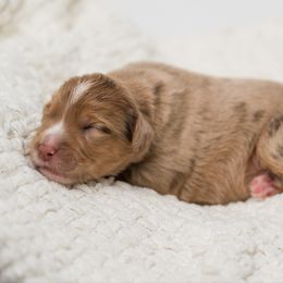 Aspen - female Australian Mountain Doodle puppy in Cortez, Colorado from Sassy Pants Pups