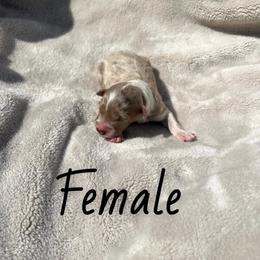 Siesta - Red merle female Aussiedoodle puppy in Cleveland, Tennessee from C&S Kennels