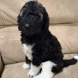 Charlie - Parti female Poodle puppy in Troy, New Hampshire from SP Standard Poodles