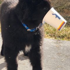 Belgian Sheepdog Puppies from Blue Moon Belgian Sheepdogs