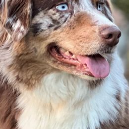 Australian Shepherds from Kika’s Australian Shepherds