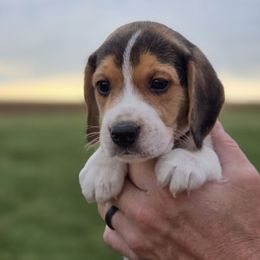 Yoda - Black red and white male Beagle puppy in Bethany, Missouri from Fox Creek Beagles