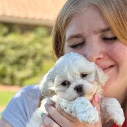 Teddy - White and cream male Bichon Frise puppy in Mesa, Arizona from Teddy Bears of Arizona