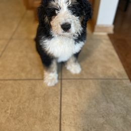 Bernedoodle and Poodle Puppies from Ohio Doodles N Poodles