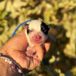 Blue - Blue speckled male Australian Cattle Dog puppy in Sahuarita, Arizona from A2 Australian Cattle Dogs
